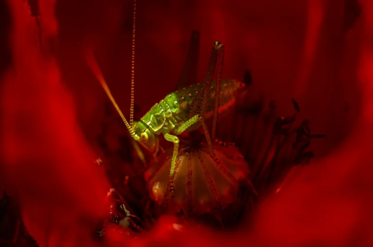 _DSC1028-Verbessert-RR