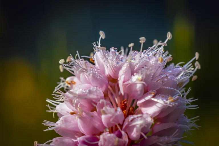 _DSC2453-Verbessert-RR